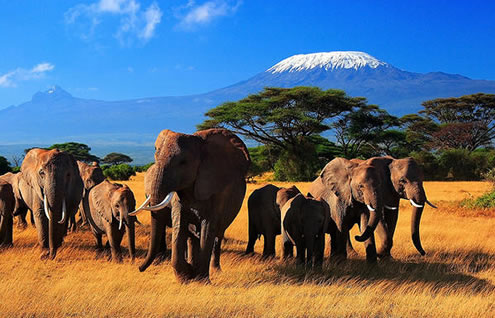 kenyaincentivessafaris